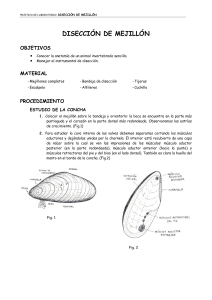 Disección de Mejillón: Práctica de Laboratorio