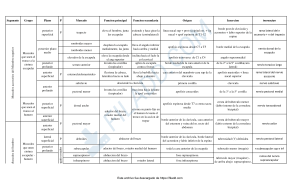 Músculos del Miembro Superior: Origen, Inserción y Función