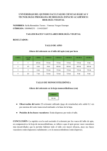 Informe: Transporte Vascular en Apio y Monocotiledóneas