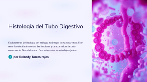 Histología del Tubo Digestivo: Esófago al Recto