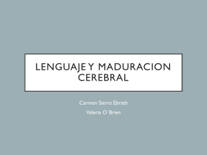 Lenguaje y Maduración Cerebral: Neurociencia del Lenguaje