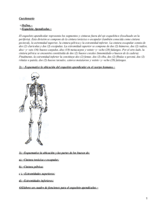 Cuestionario Defina.− Esqueleto Apendicular.− •