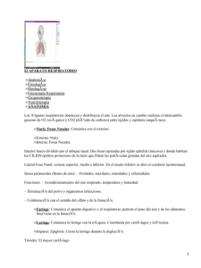 El APARATO RESPIRATORIO ANATOMIA AnatomÃ-a FisiologÃ-a