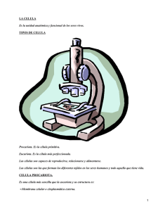 LA CELULA TIPOS DE CELULA Procariota. Es la célula primitiva.