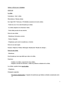 TEMA 1 CÉLULAS Y TEJIDOS La célula Unicelulares− Solo 1 célula Pluricelulares−Muchas células