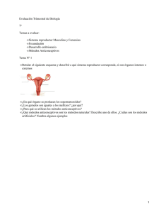 Evaluación Trimestral de Biología 7º Temas a evaluar: Sistema reproductor Masculino y Femenino