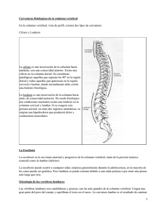Curvaturas fisiologicas de la columna vertebral Cifosis y Lordosis