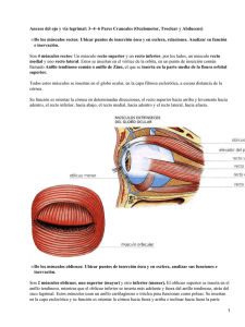 Anexos del ojo y vía lagrimal: 3−4−6 Pares Craneales (Oculomotor,... De los músculos rectos: Ubicar puntos de inserción ósea y... •