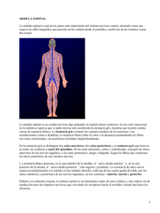 Médula espinal y el sistema nervioso central