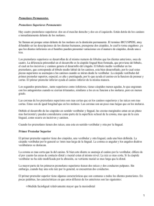 Premolares Permanentes: Anatom&iacute;a y Caracter&iacute;sticas