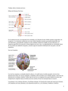 Trabajo sobre el sistema nervioso Dibujo del Sistema Nervioso.