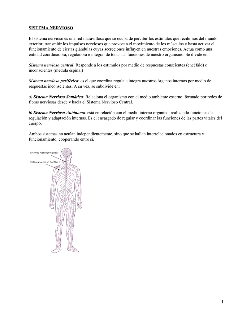 Fibras nerviosas del sistema nervioso autonomo