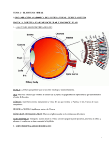 Sistema visual y ocular
