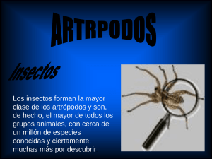 Los insectos forman la mayor clase de los artrópodos y son,