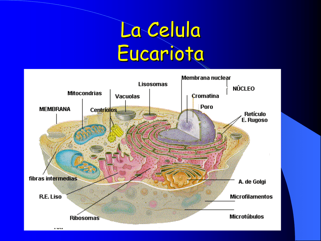 Características de la célula eucariota y sus funciones | Hot Sex Picture