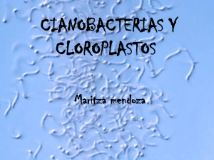 Cianobacterias y cloroplastos
