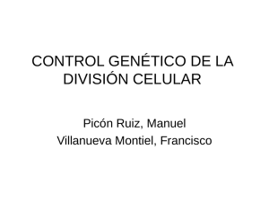 Control genético de la división celular