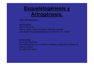 Esqueletogénesis y Artrogénesis
