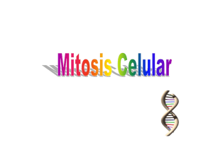 Fases de la mitosis celular