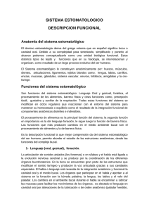 Funciones Del Sistema Estomatológico Humano