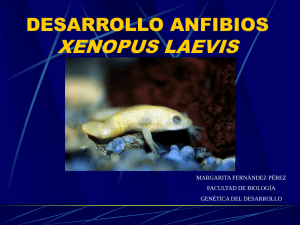 Genética del desarrollo de anfibios