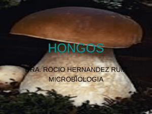 HONGOS DRA. ROCIO HERNANDEZ RUIZ MICROBIOLOGIA