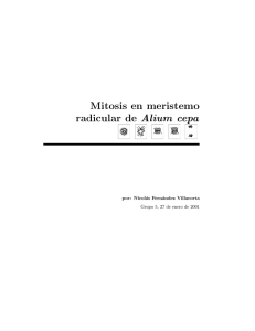 Mitosis en meristemo radicular de Alium cepa