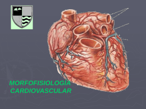 Morfofisiología cardiovascular