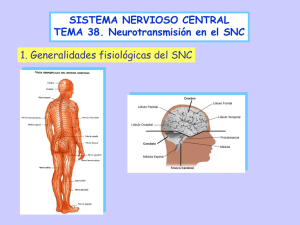 Neurotransmisión en el sistema nervioso central