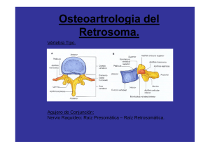 Osteoartrología del Retrosoma