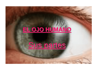 Partes del ojo humano