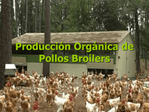 Producción orgánica de pollos broilers