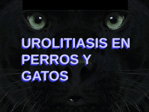 Urolitiasis: Perros y gatos