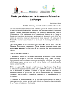 Alerta Amaranthus Palmeri 2015