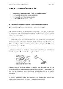 TEMA IV: CONTRACCIÓN MUSCULAR