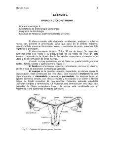 Clase Anexa - Utero y Ciclo Uterino