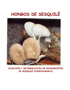 HONGOS DE SESQUILÉ