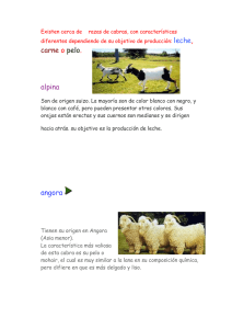 Existen cerca de razas de cabras, con características diferentes