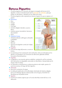Resumen Biologia sistema digestivo
