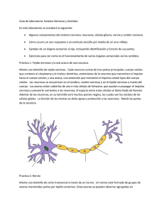 Guía sistema nervioso y sentidos