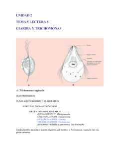 Giardia y Trichomonas
