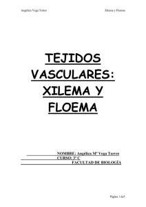 TEJIDOS_VASCULARES