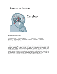 Cerebro y sus funciones