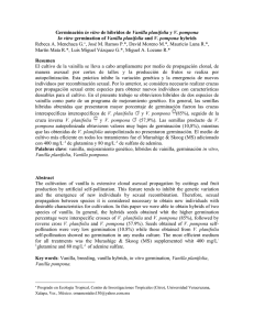 Germinación in vitro de híbridos de Vanilla planifolia y V. pompona