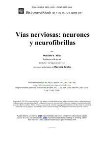 Vías nerviosas: neuronas y neurofibrillas