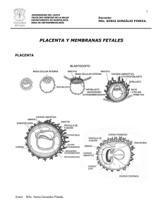 1 PLACENTA Y MEMBRANAS FETALES PLACENTA La placenta