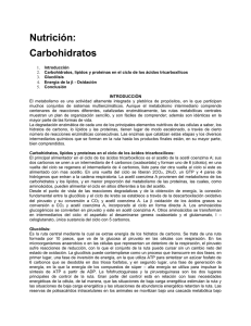 carbohidratos - Fuerza y Potencia