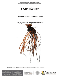 Ficha tecnica Phytophtora fragariae