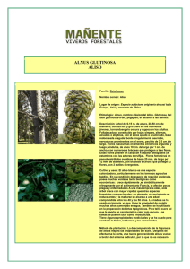 ALNUS GLUTINOSA ALISO Familia: Betulaceae Nombre común
