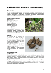 CARDAMOMO (elettaria cardamomum)